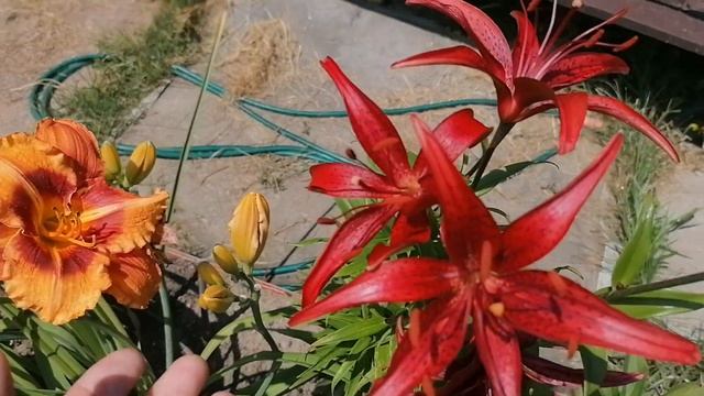 Новые розы в нашем саду на даче. . Красивый пересорт 2022. смотреть онлайн