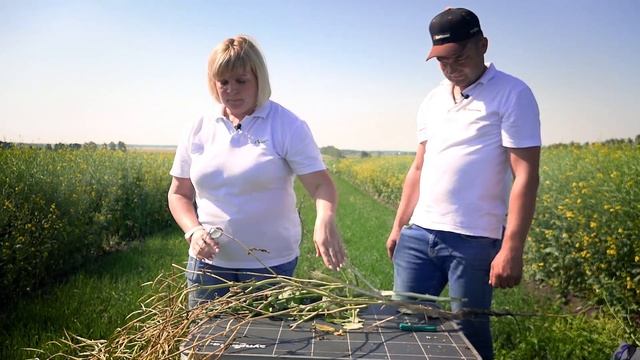 Защита посевов рапса. Часть 2. Тульская область смотреть онлайн