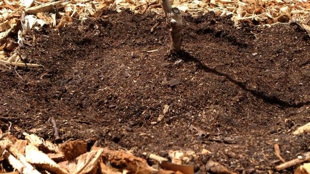 How To Plant A Dwarf Fruit Tree (Redhaven Peach)