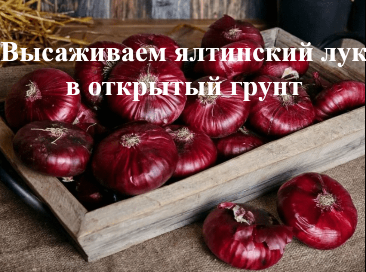Пересадка ялтинского лука в открытый грунт. Выращиваем ялтинский лук из семян, рассадой. смотреть онлайн