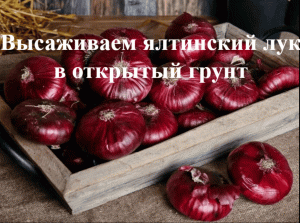 Пересадка ялтинского лука в открытый грунт. Выращиваем ялтинский лук из семян, рассадой.