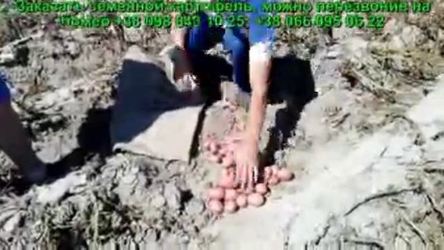 Cорт картофеля Кристина смотреть онлайн