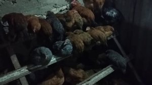 Обработка кур от внешних и внутренних паразитов ивермеком.