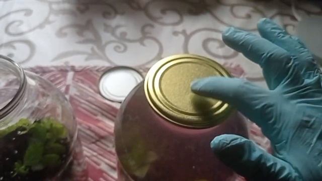 КАК Я ДЕЛАЮ КОМПОТ ИЗ ЧЕРНОЙ СМОРОДИНЫ НА ЗИМУ/ любимый рецепт смотреть онлайн