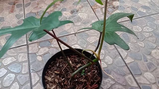 PHILODENDRON FLORIDA GHOST смотреть онлайн
