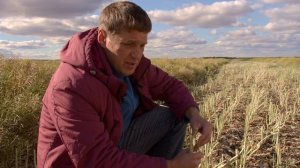Яровой рапс в системе севооборота. Технология No-Till на практике.