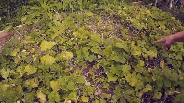 В гостях у мамы. Нефтегорск Апшеронский район смотреть онлайн