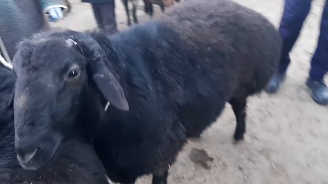 BUXORO MOL BOZOR. БУХОРО МОЛ БОЗОР. 10.01.2021г.