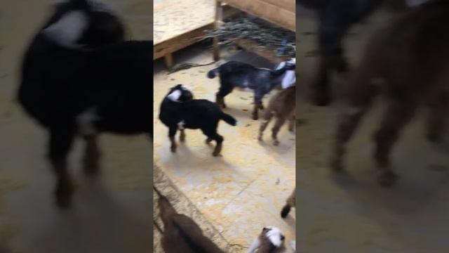 Нубийские козлята до 6 месяцев смотреть онлайн