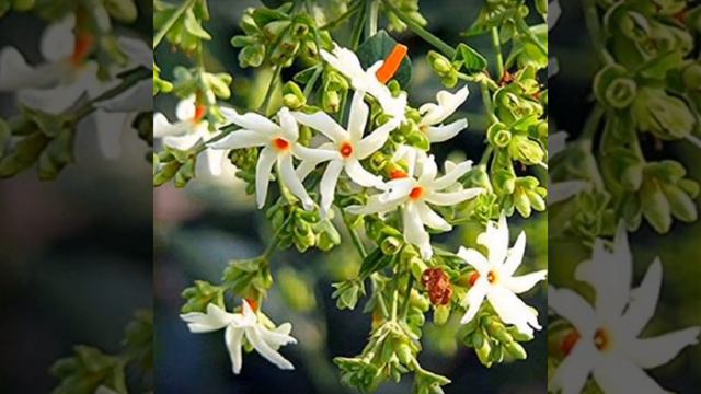 Most beautiful Medicinal flowers in India to grow in your house garden@ All season gardening. смотреть онлайн