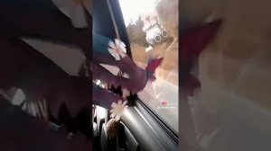 ВИДЕО НЕ МОИ|подборка драконов из лайка #1