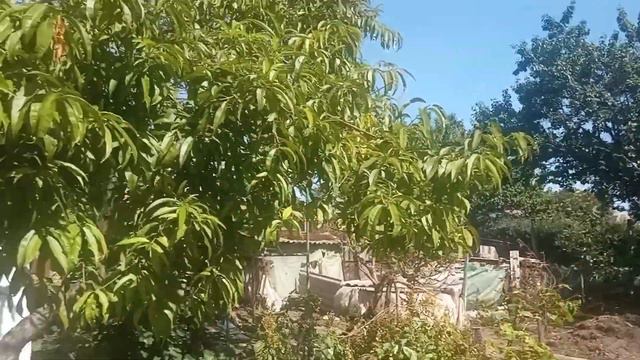 7 сентября 2023 г. Обзор огорода и погода в Крыму сегодня смотреть онлайн