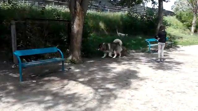 Бетмен и Лайк смотреть онлайн