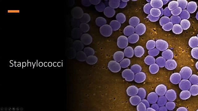 NPLEX I Review - Microbiology Lecture