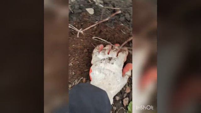 Размножение жимолости|Сохрани полюбившийся сорт| смотреть онлайн