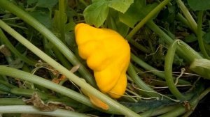 Уход за патиссонами в открытом грунте