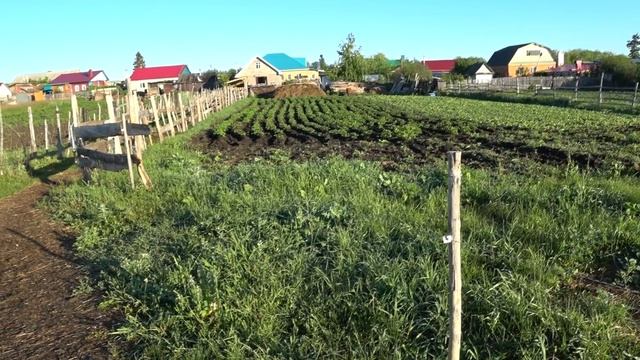Избирательный Гриша . Грязная Нюрка . Дисковый окучник . смотреть онлайн