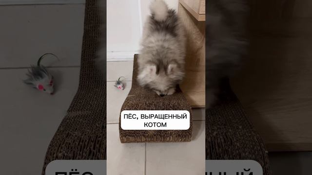 #помски #хаски #cute #минихаски #шпиц #щенок #baby #pomsky #pomskypuppy #smalldog #собака #кот смотреть онлайн
