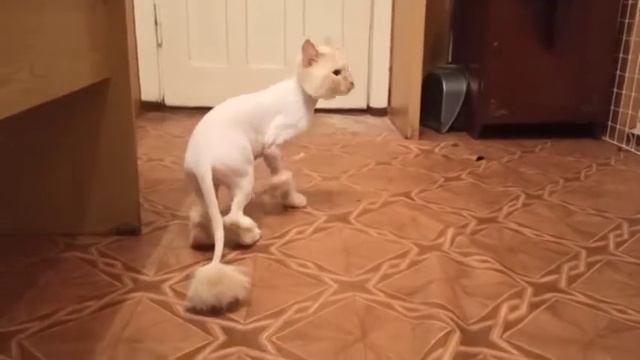 Котик подстригся на лето!/ 2 июня 2021/стрижка кошек. смотреть онлайн