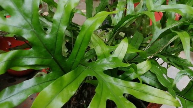 Kangaroo Paw Fern ( Microsorum Diversifolium ) - Care Tips , Propagation & Fertilizer. смотреть онлайн