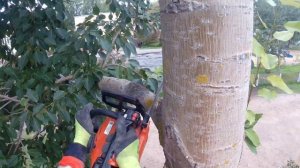 Спилить дерево в ограниченном пространстве