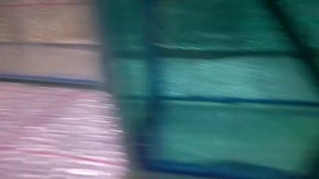 Что произошло с икрой скалярий?? смотреть онлайн