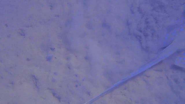 серый скат. Египет. Хургада смотреть онлайн