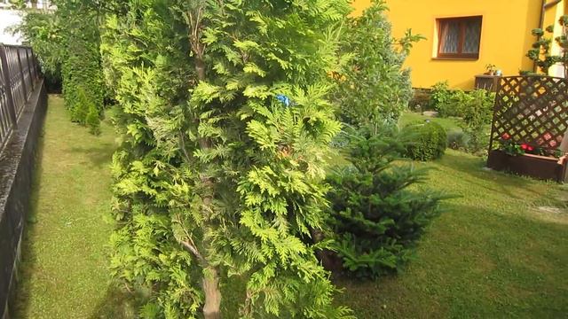 Kopie Videa Thuja Occidentalis 'Wareana Lutescens (hudge Element)