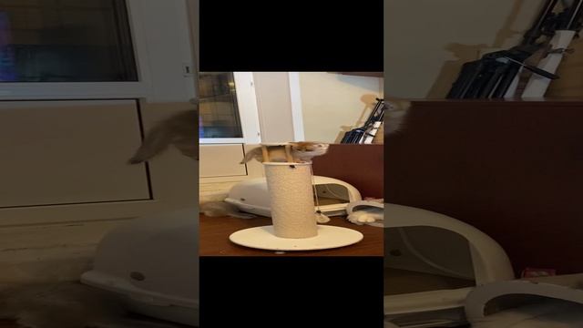 Геша -повелитель когтеточки