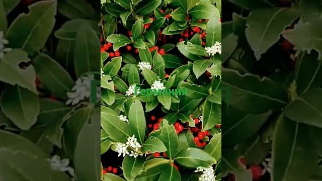 Германия глазами беженцев из Украины смотреть онлайн