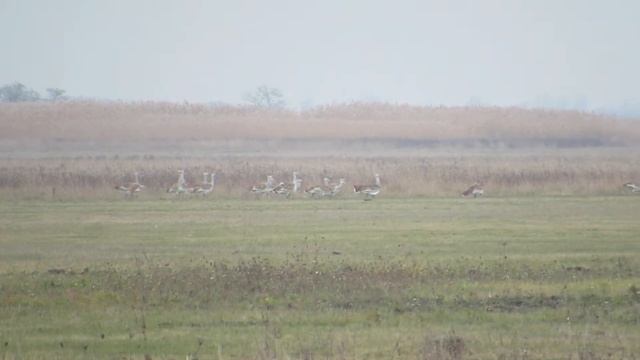 Great Bustard Hortobagy National Park смотреть онлайн