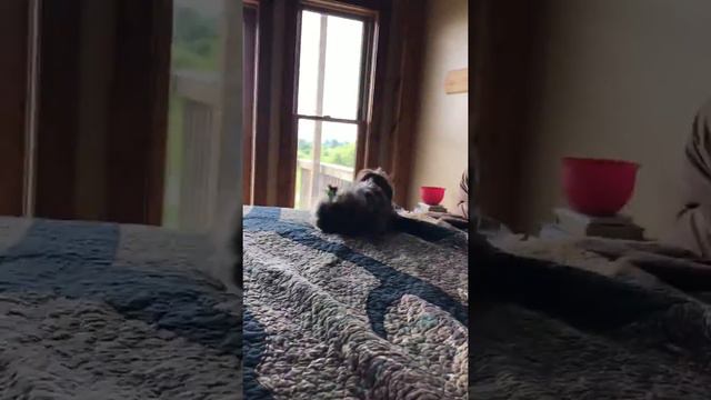 Dog scared of Furby😜😝 смотреть онлайн