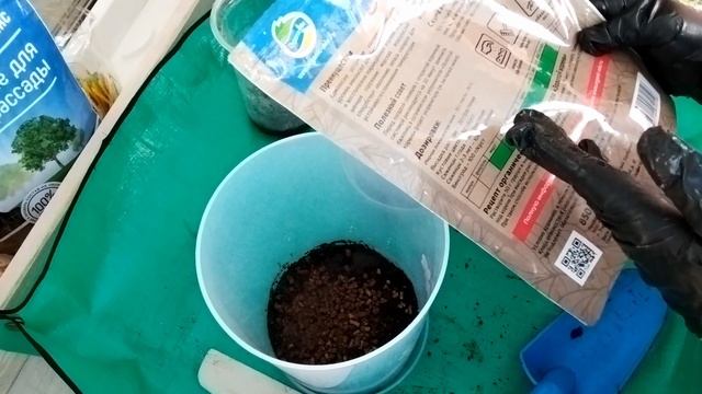 Сохраняем розы до весны / Два способа в зависимости от состояния саженца смотреть онлайн