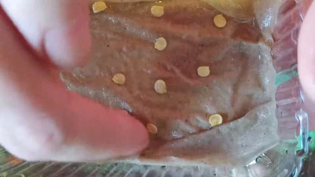 Эксперименты цветовода. Выращиваем Сладкий перец на подоконнике смотреть онлайн