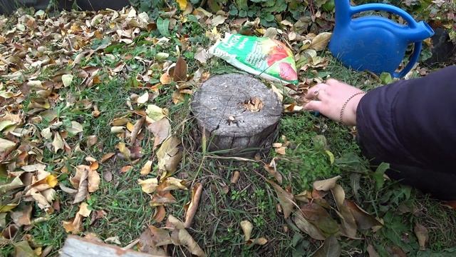 Как избавиться от пня в саду? смотреть онлайн