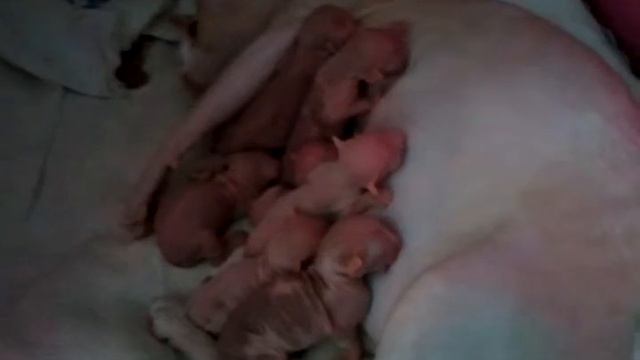 Котята канадский сфинкс, недавно родились на свет) смотреть онлайн