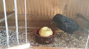 Лакомство для домашнего скворца