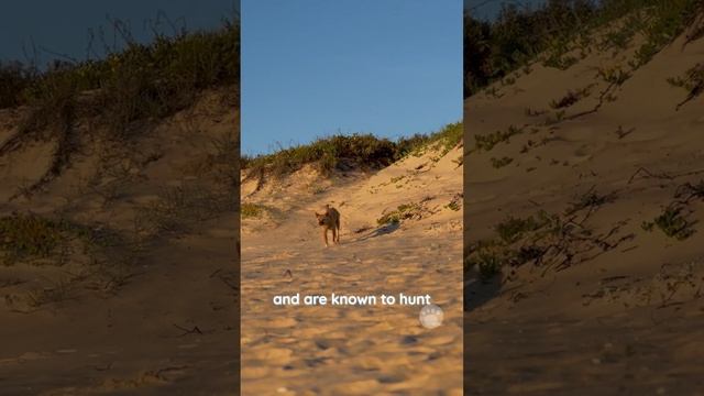 Dingo a type of wild dog that is native to Australia #dingo #wilddog #dogs смотреть онлайн