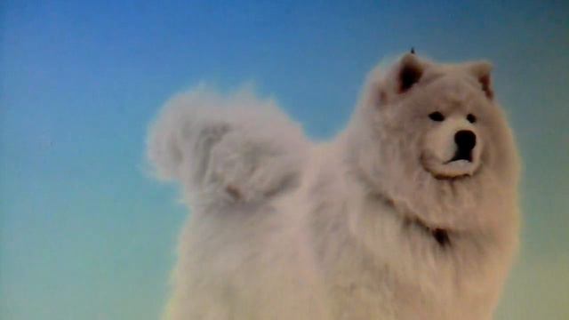 Собаки Самоеды!!!! смотреть онлайн