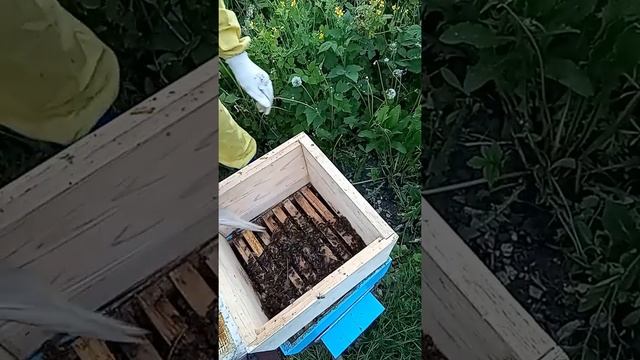 Народный улей Варрэ. Посадка роя смотреть онлайн