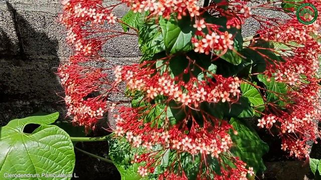 Clerodendrum Paniculatum L. | Flowering Shrubs & Trees | 🇵🇦 Panama | смотреть онлайн
