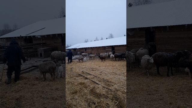подстилка под баранов солома. смотреть онлайн