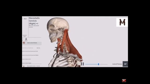 4 Мышцы спины и груди. смотреть онлайн