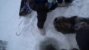 ЛОВИМ РАКОВ ЗИМОЙ! РАКОЛОВКА ПРОСТОЯЛА ДВЕ НЕДЕЛИ! МНОГО РАКОВ!!!