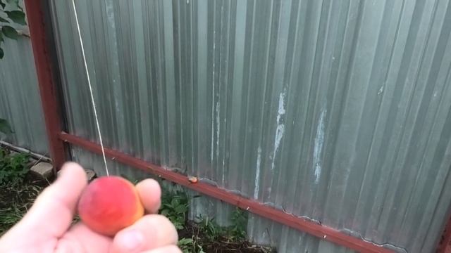 Абрикос Рубин Саратовский, оцениваем сорт. смотреть онлайн