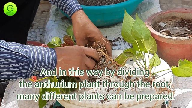 Anthurium Plant Propagation II Easiest Way to Propagate Anthurium