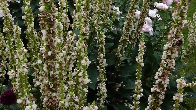 Verbascum covered with bees смотреть онлайн