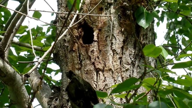 Кричат птенцы дятла в дупле 1 смотреть онлайн