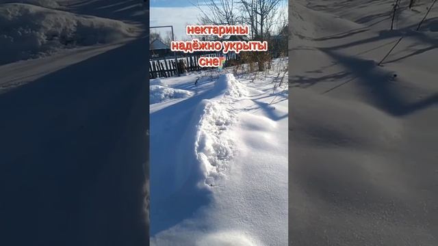 Как зимуют черешни, нектарины, ежевики на даче? смотреть онлайн