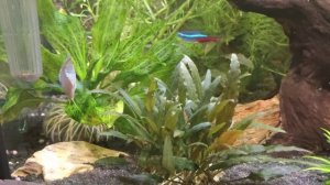 Роголистник в аквариуме?